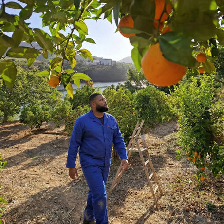 Man in a blue workwear walking through an orange grove with oranges hanging from trees.